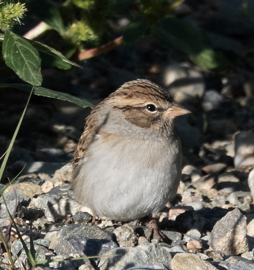 Chipping Sparrow - ML623913544