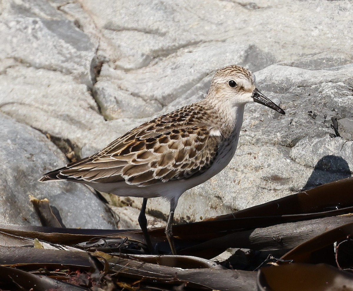 Semipalmated Sandpiper - Charles Fitzpatrick