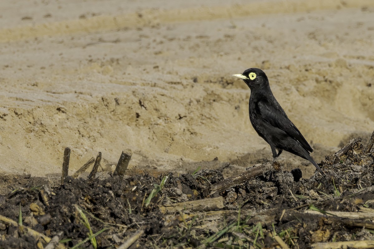 Spectacled Tyrant - ML623913546