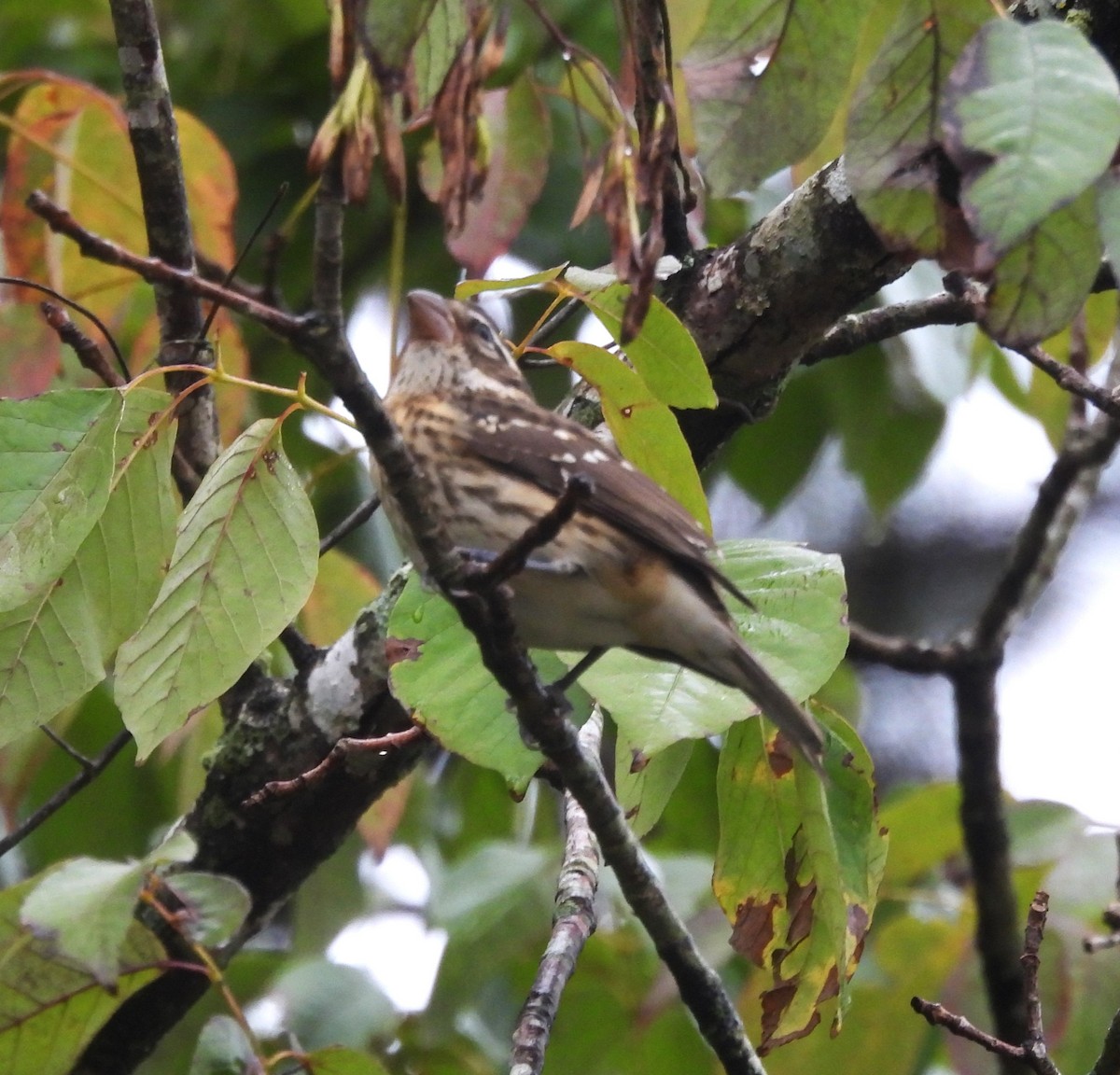 Rose-breasted Grosbeak - ML623913547