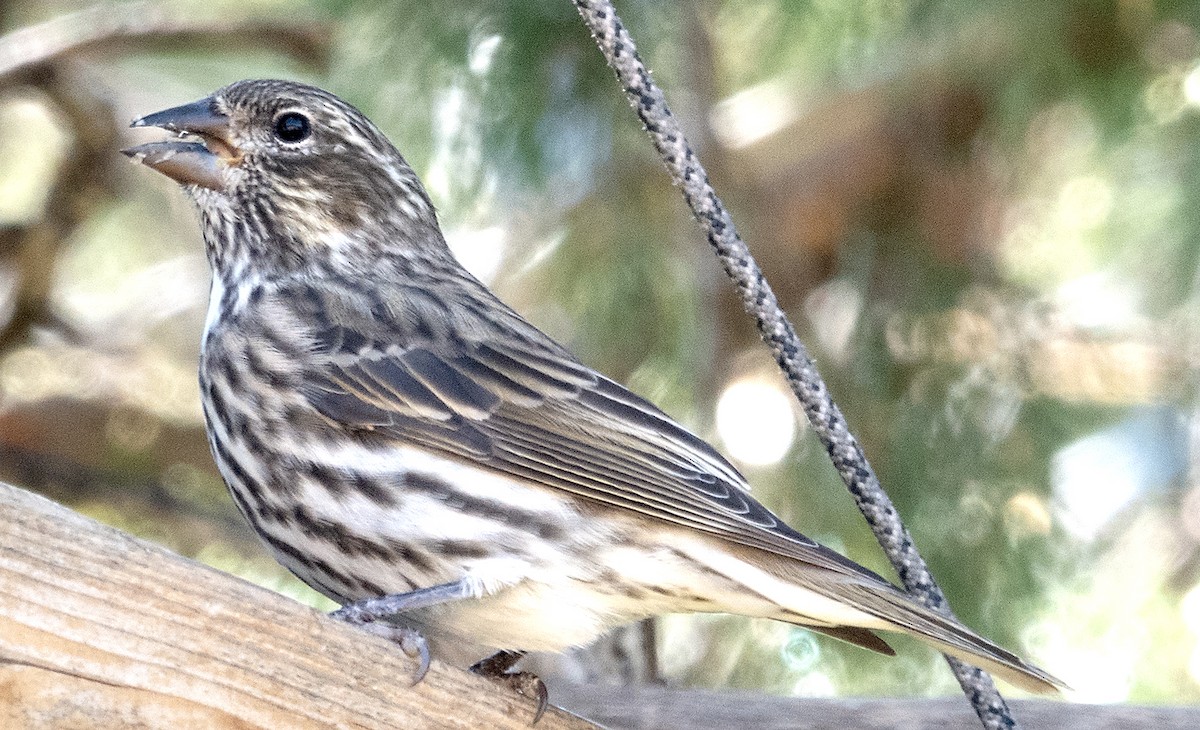 Cassin's Finch - ML623913553