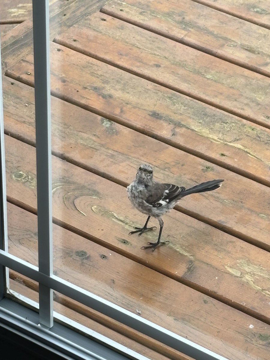 Northern Mockingbird - Mike MacDonald