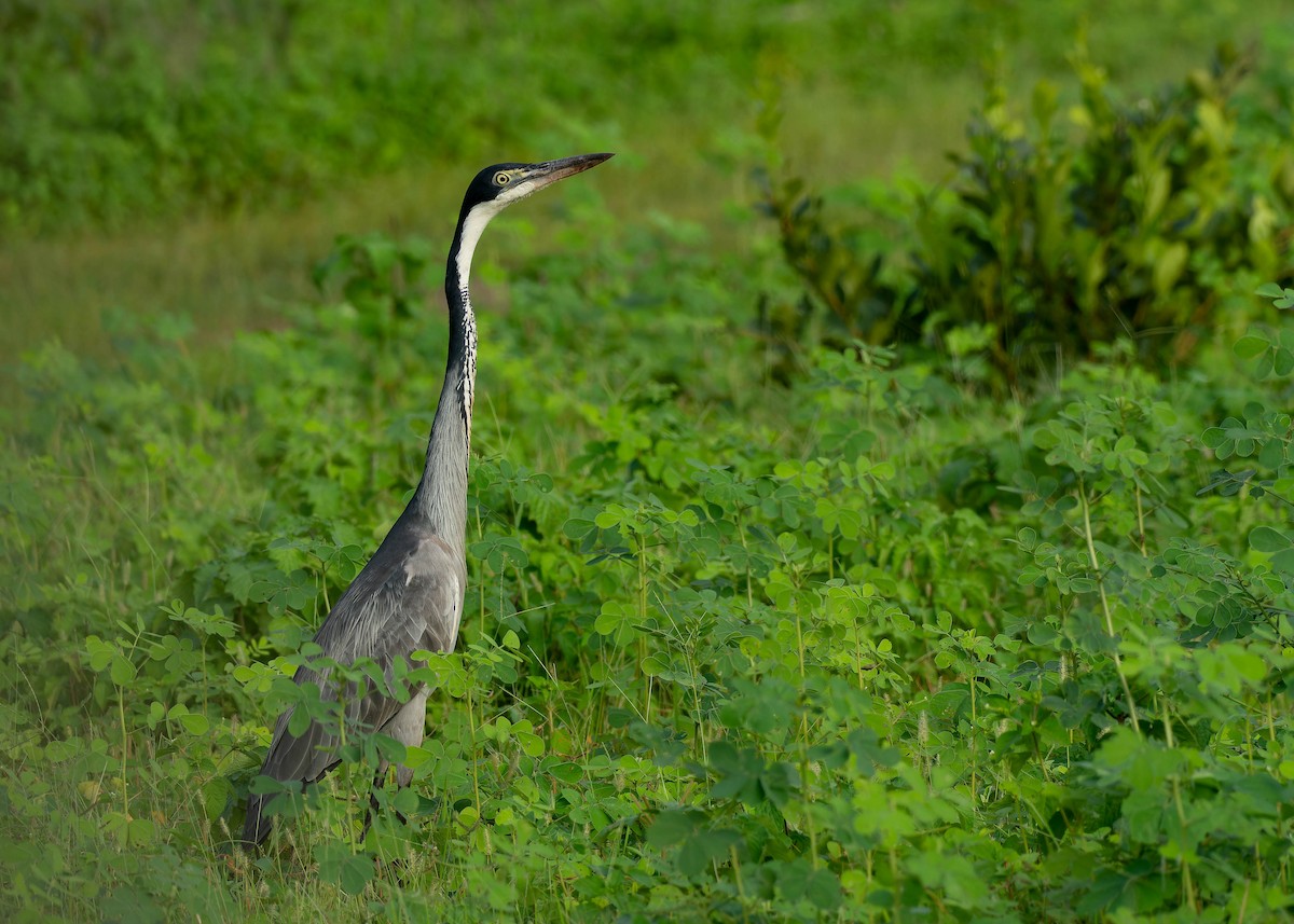 volavka africká - ML623913561