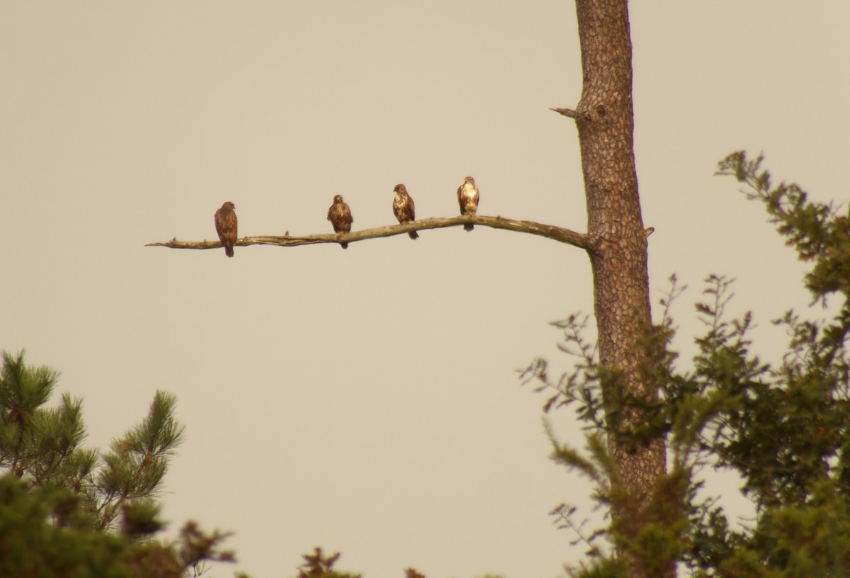 Common Buzzard - ML623913566