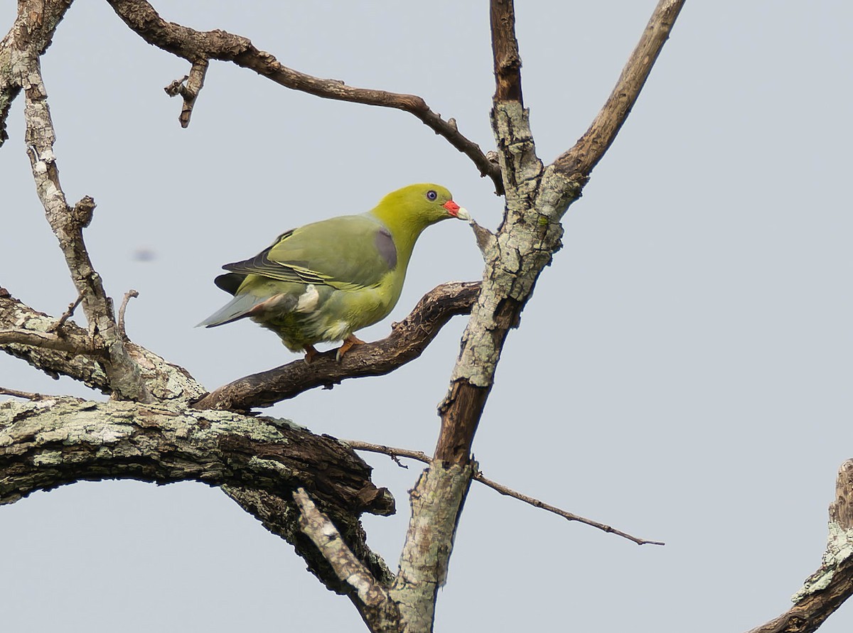 African Green-Pigeon - ML623913567