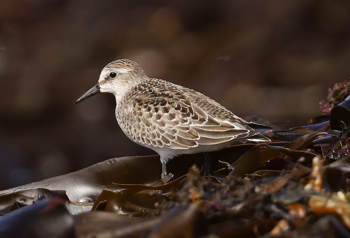 Semipalmated Sandpiper - ML623913573