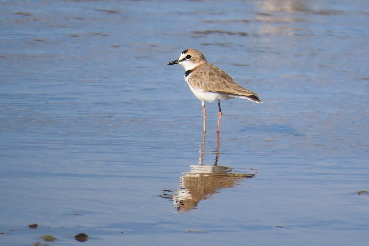 Collared Plover - ML623913583