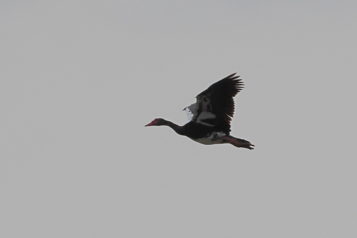 Spur-winged Goose - David Disher