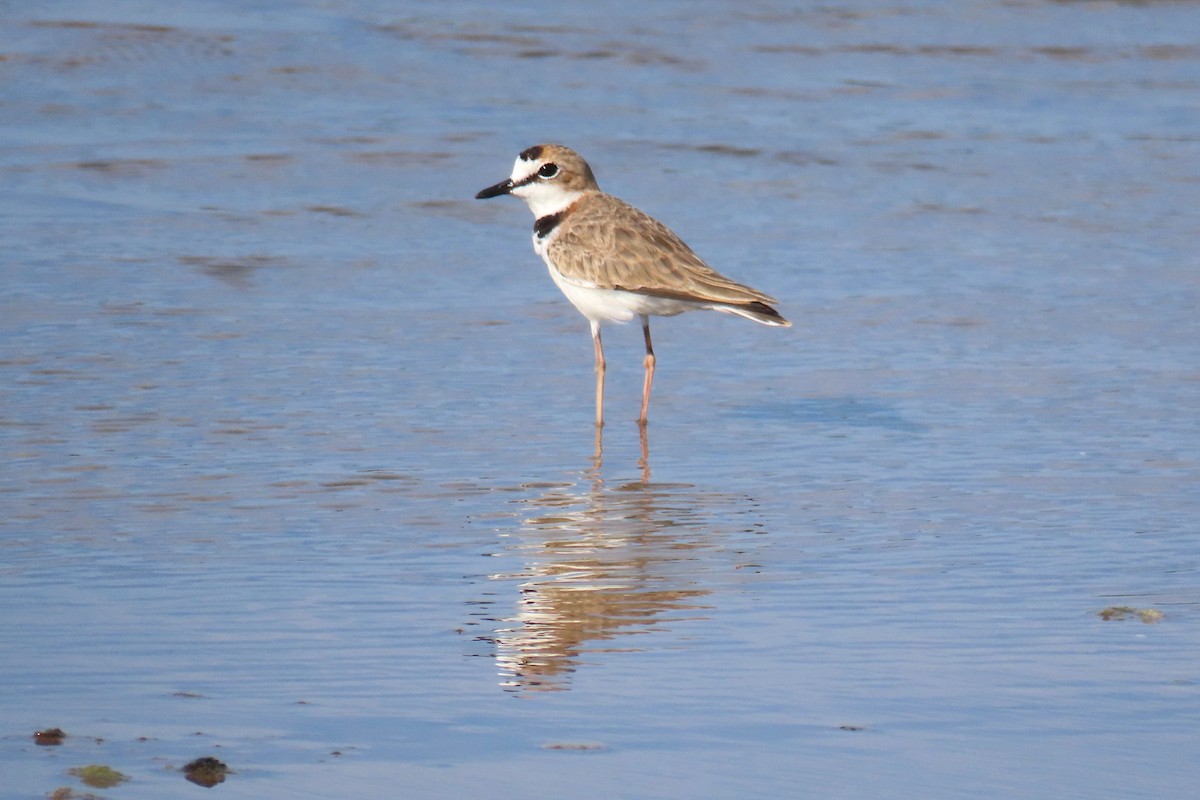 Collared Plover - ML623913595