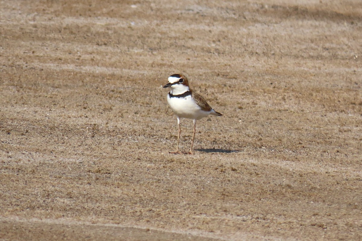 Collared Plover - ML623913600