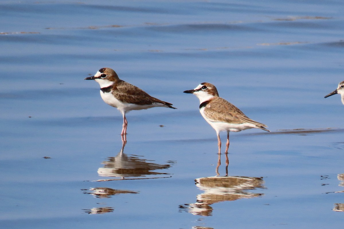 Collared Plover - ML623913609