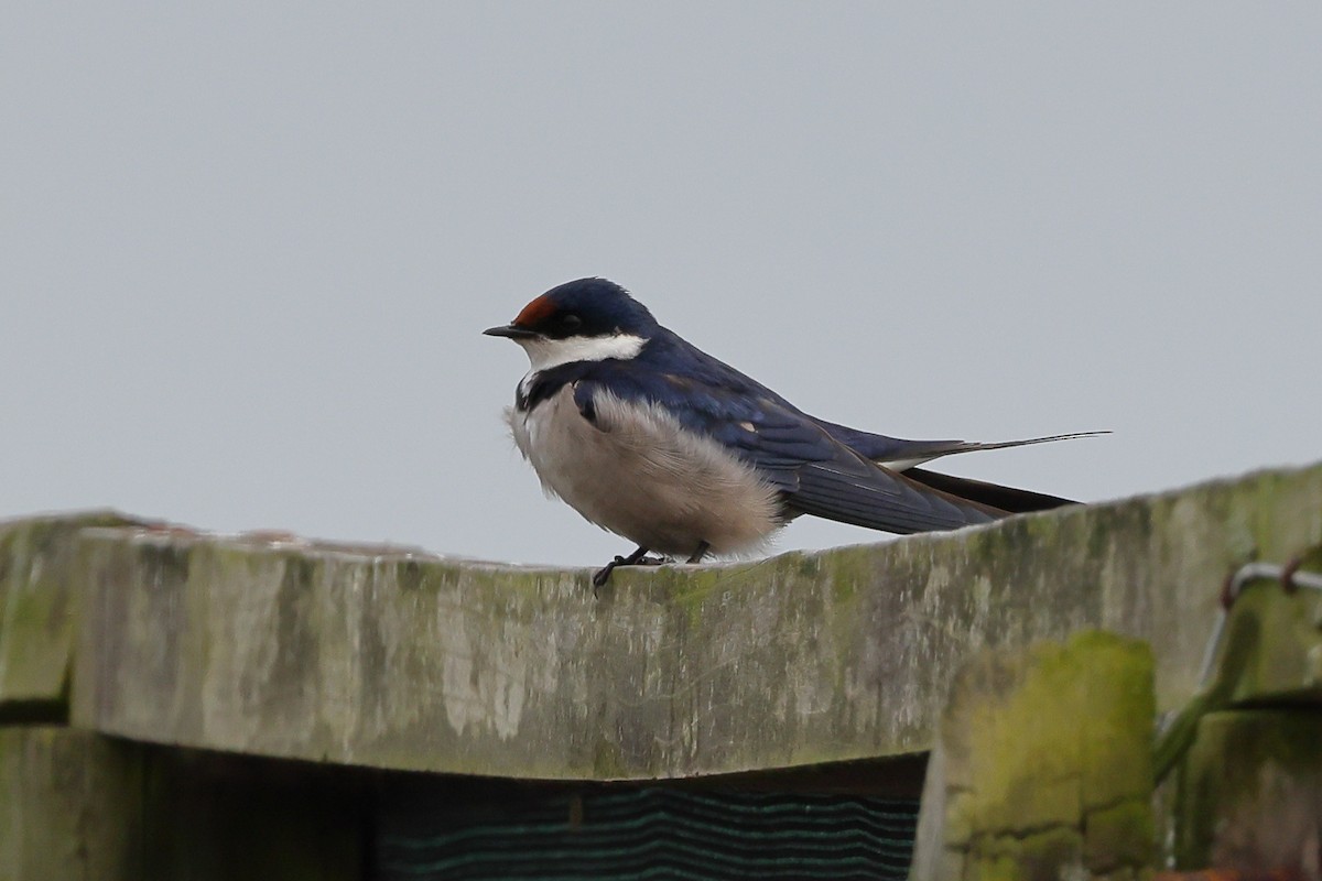 White-throated Swallow - ML623913616