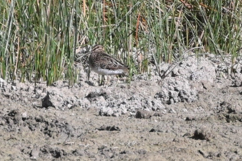 Wilson's Snipe - ML623913630