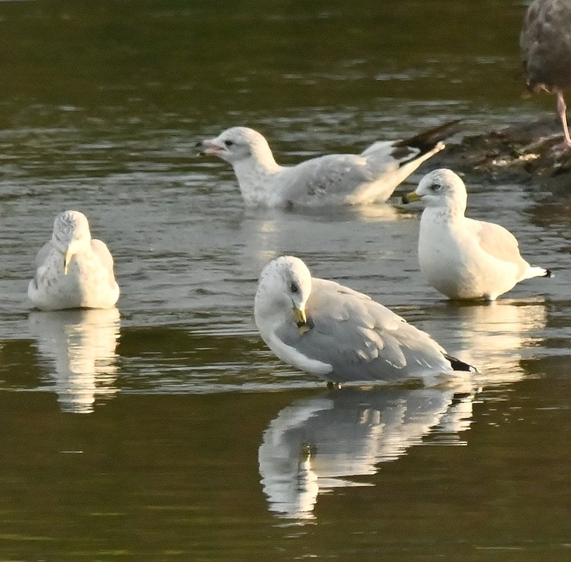 Ring-billed Gull - ML623913631