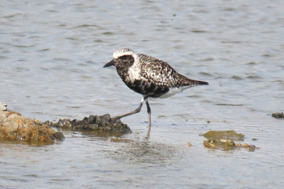 Black-bellied Plover - ML623913632