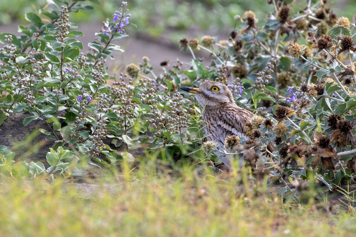 Eurasian Thick-knee - ML623913636