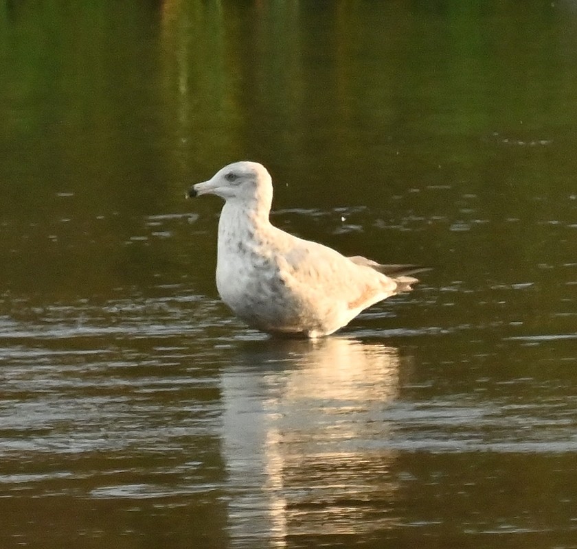 Herring Gull (American) - ML623913637