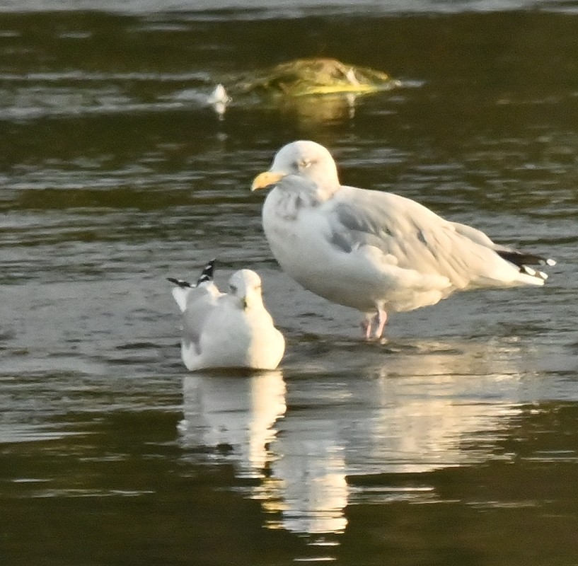 Herring Gull (American) - ML623913643