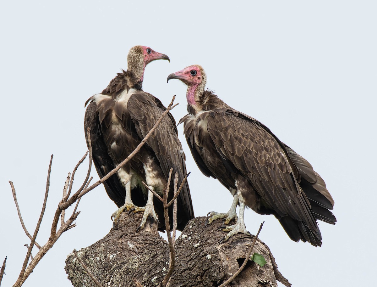 Hooded Vulture - ML623913646