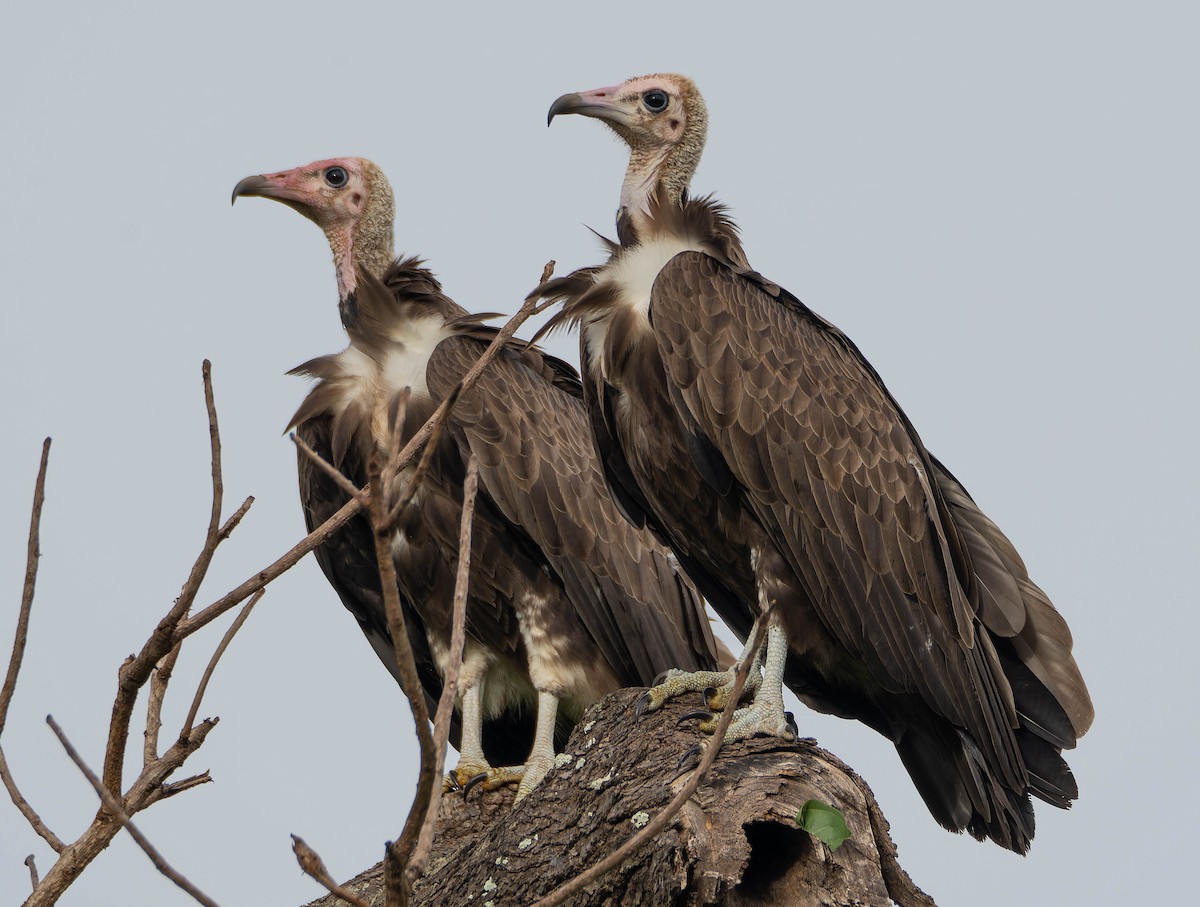 Hooded Vulture - Luis Albero