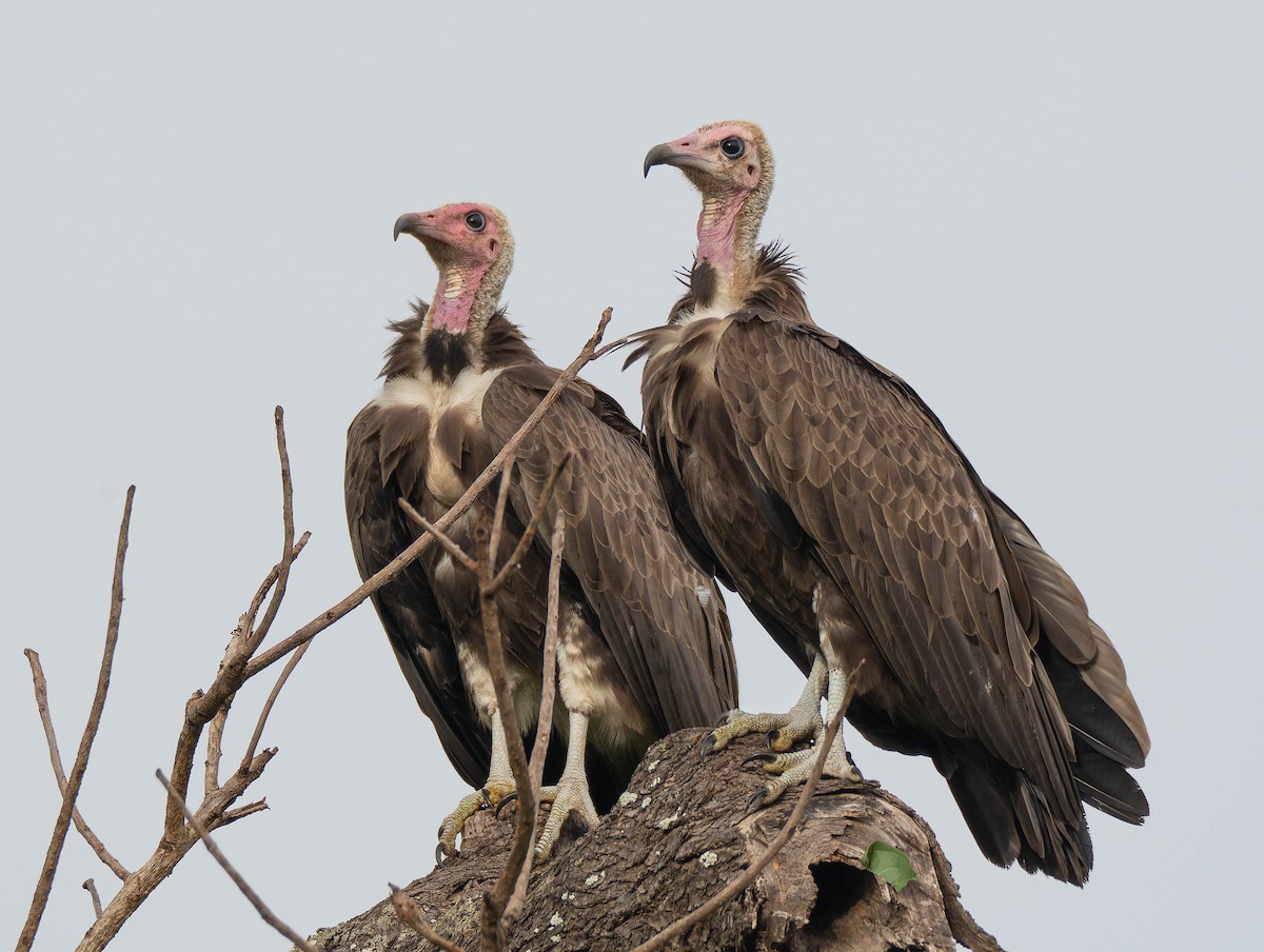 Hooded Vulture - ML623913648