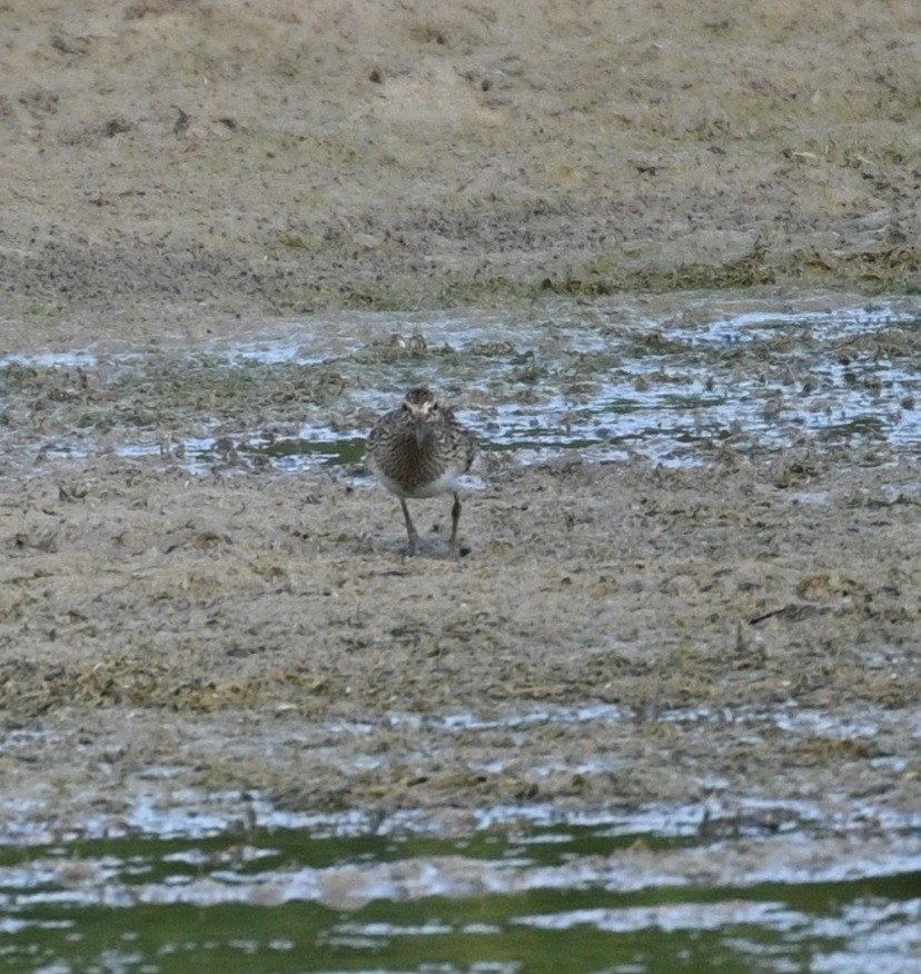 Pectoral Sandpiper - ML623913654