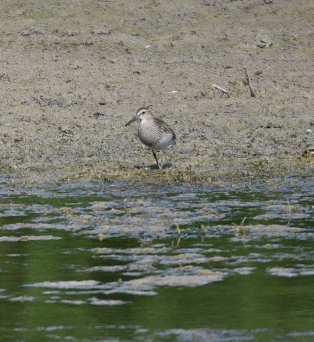 Pectoral Sandpiper - ML623913655