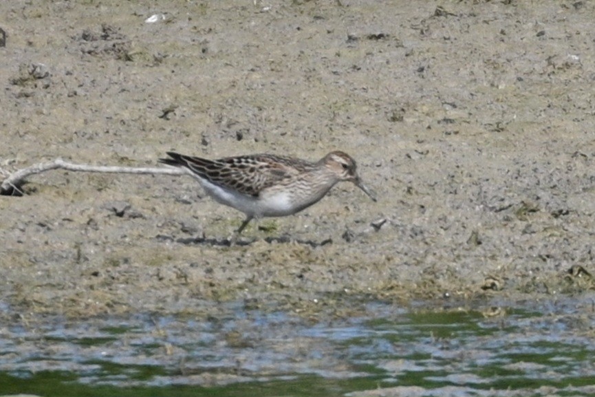 Pectoral Sandpiper - ML623913656