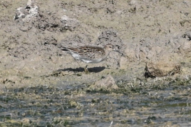 Pectoral Sandpiper - ML623913657