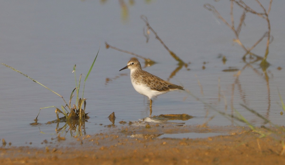 Least Sandpiper - ML623913667