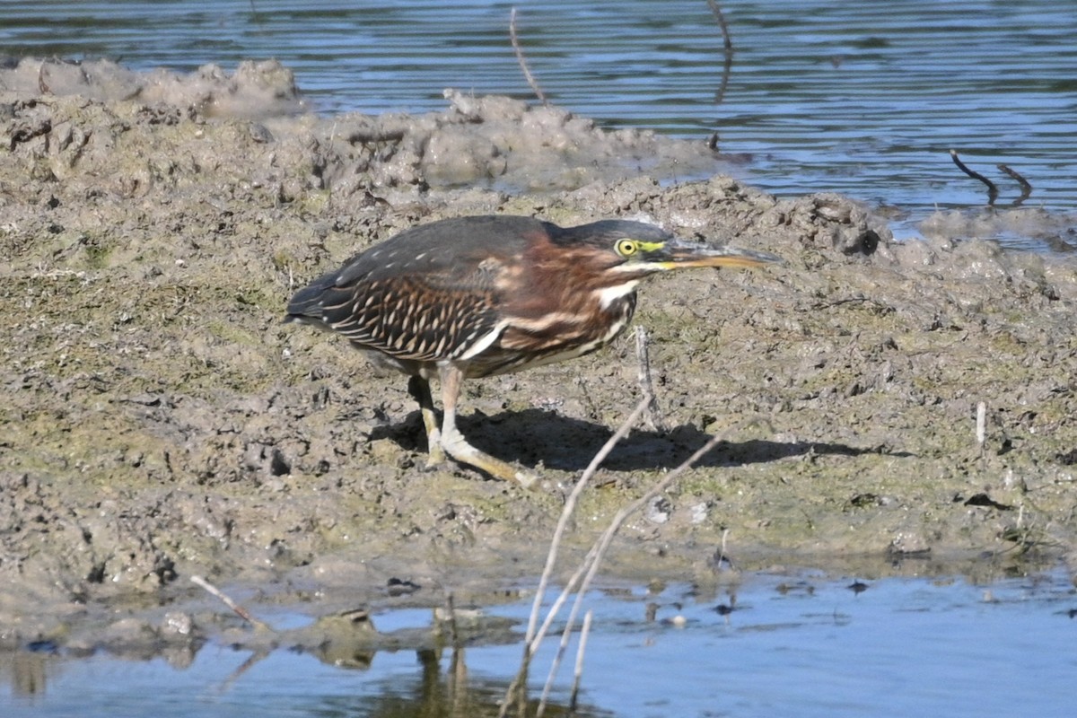 Green Heron - ML623913668