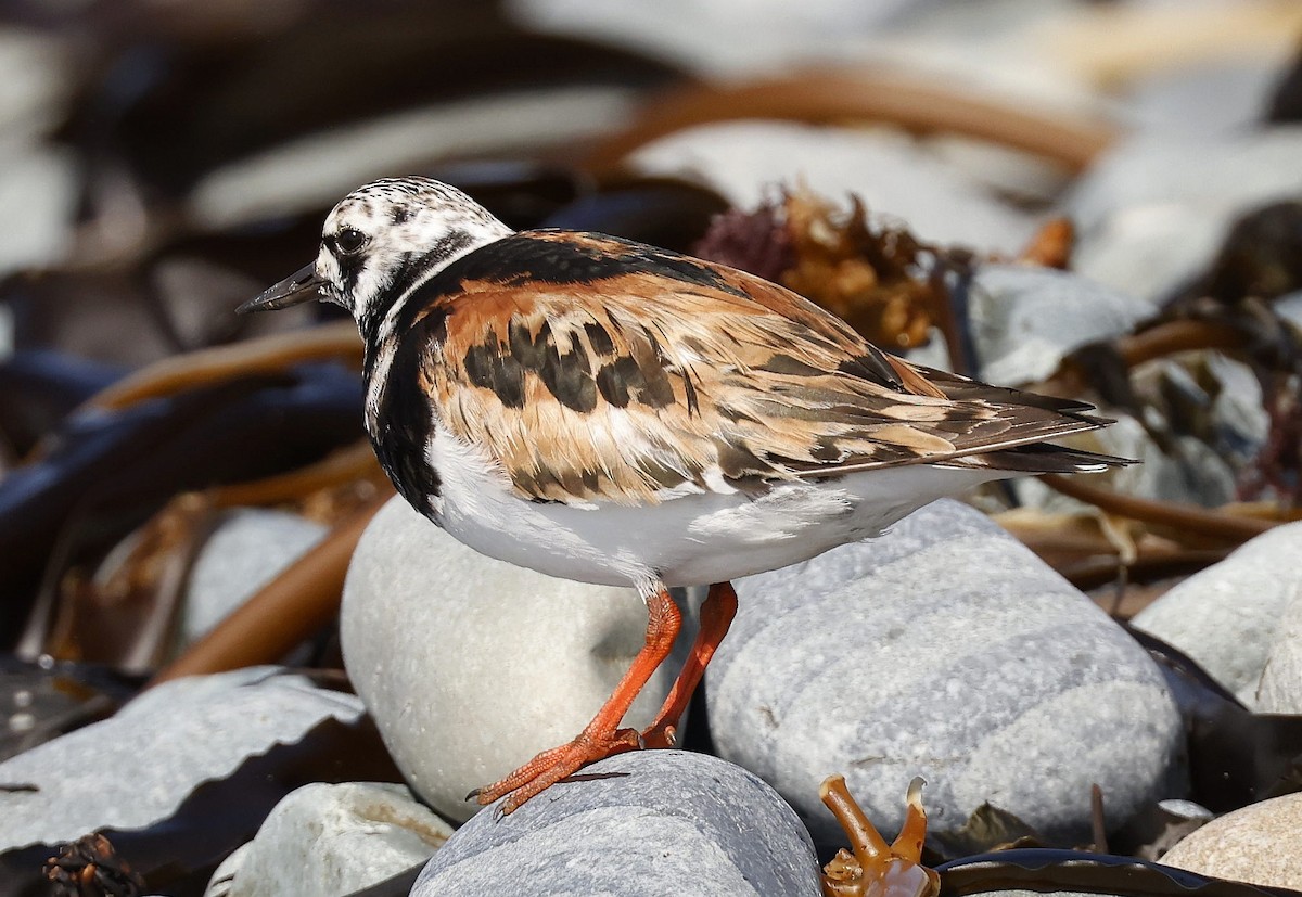 Ruddy Turnstone - ML623913673