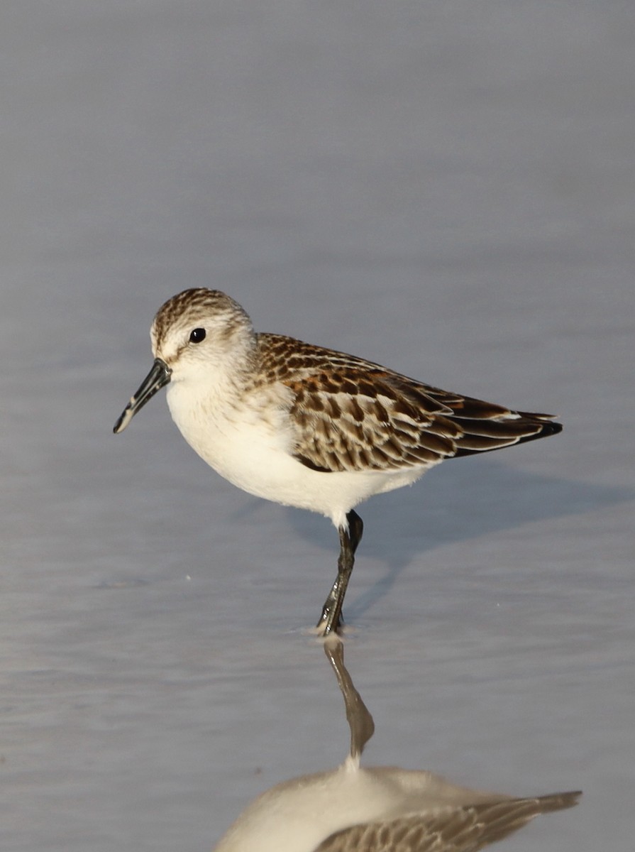 Western Sandpiper - ML623913674