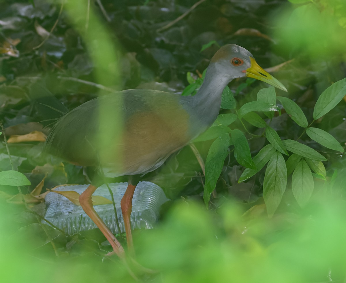 Russet-naped Wood-Rail - ML623913688