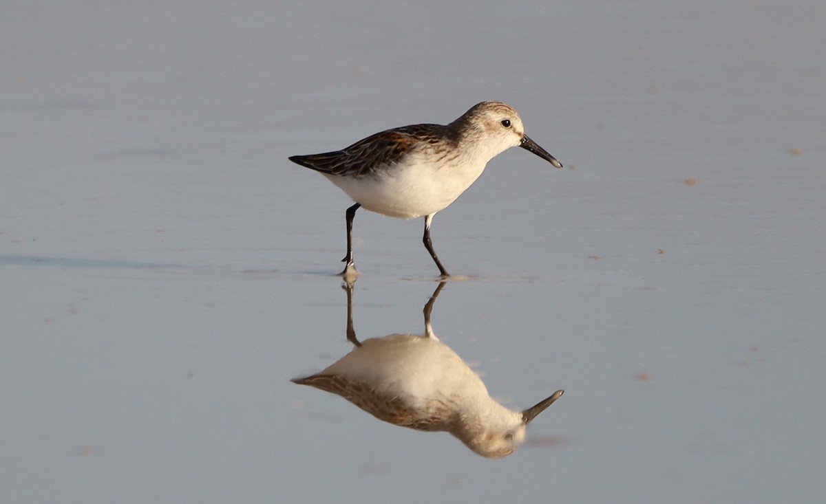 Western Sandpiper - ML623913689