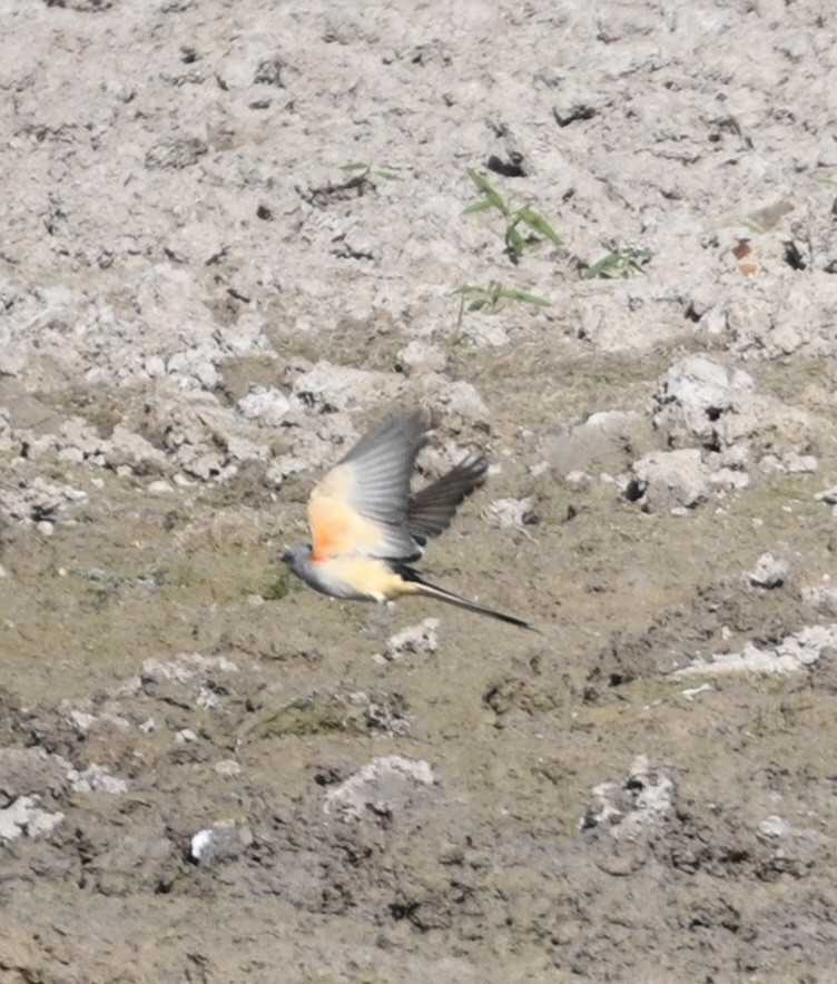 Scissor-tailed Flycatcher - ML623913691