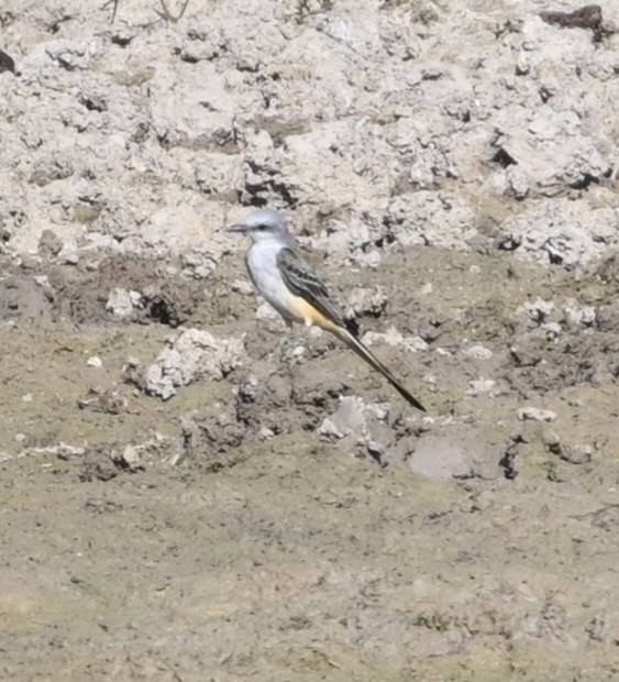 Scissor-tailed Flycatcher - ML623913692