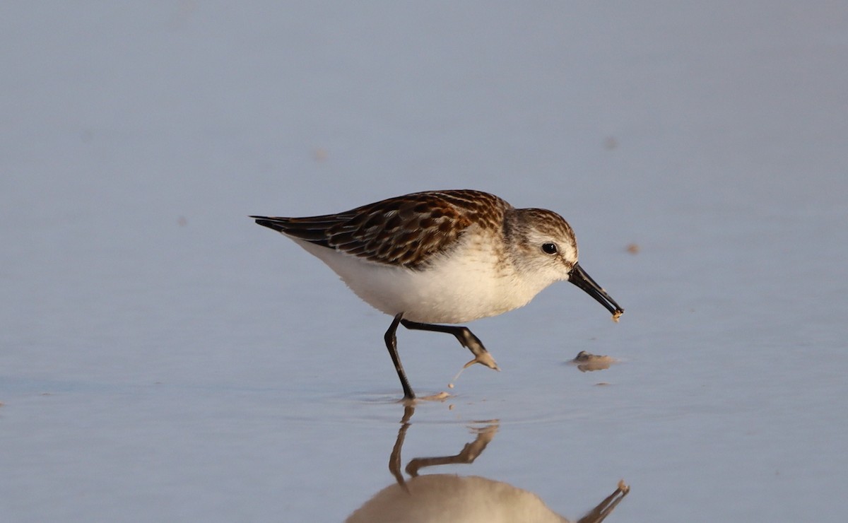 Western Sandpiper - ML623913702