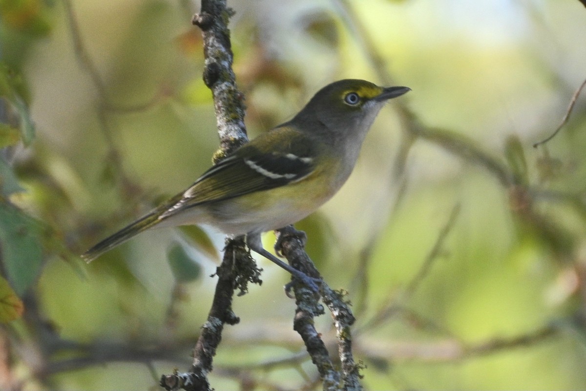 White-eyed Vireo - ML623913703