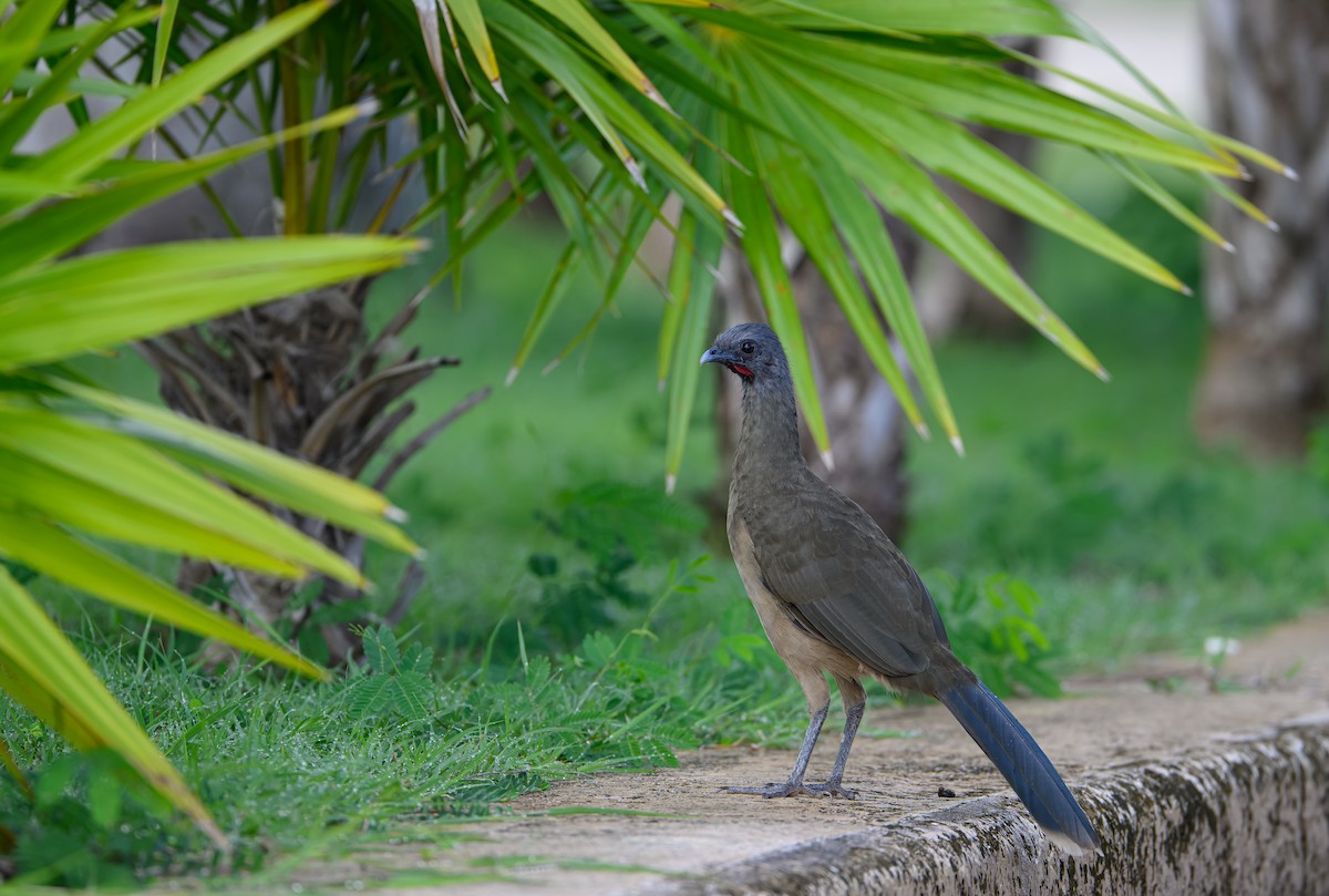 Plain Chachalaca - ML623913705