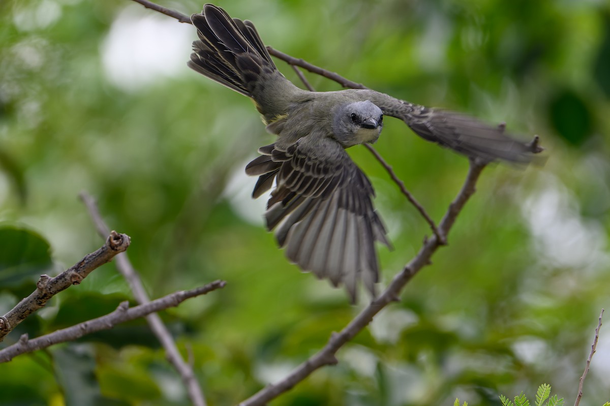 Tropical Kingbird - ML623913711