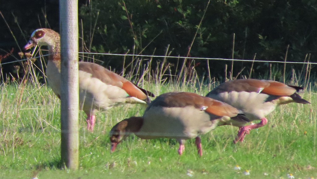 Egyptian Goose - George and Teresa Baker