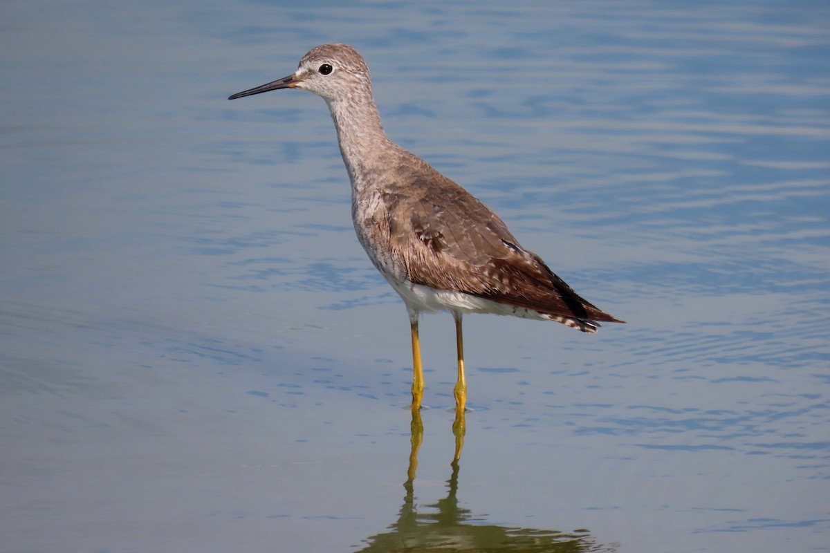 Lesser Yellowlegs - ML623913724