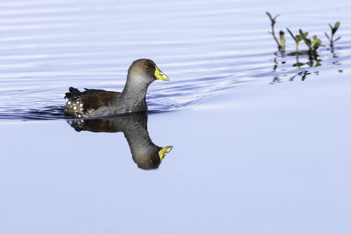 Spot-flanked Gallinule - ML623913733