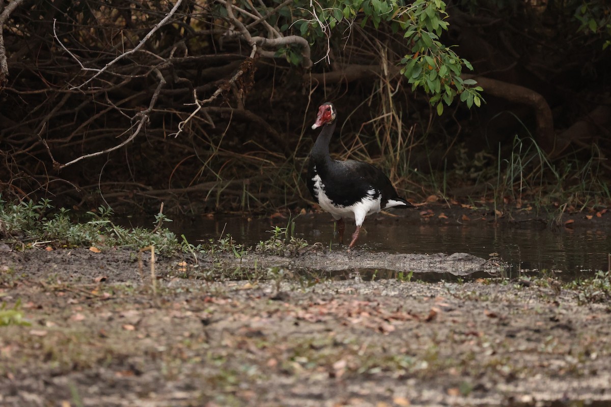 Spur-winged Goose - ML623913769