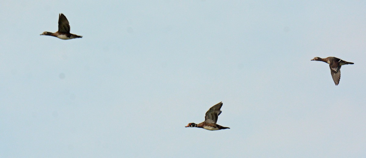 Wood Duck - Michael J Good