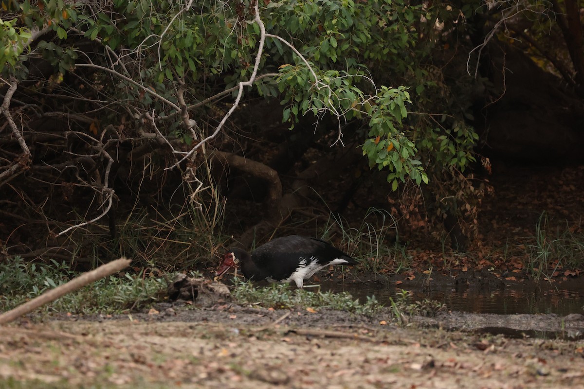 Spur-winged Goose - ML623913771