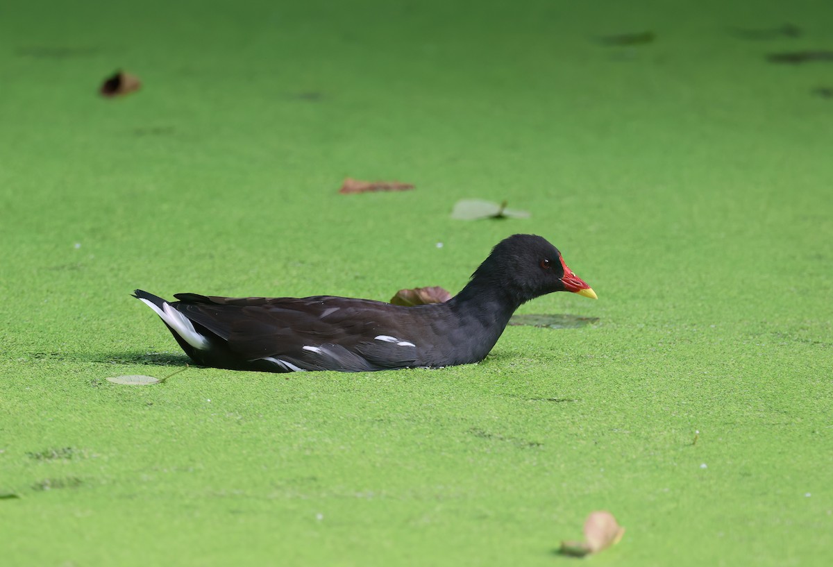 Gallinule poule-d'eau - ML623913783