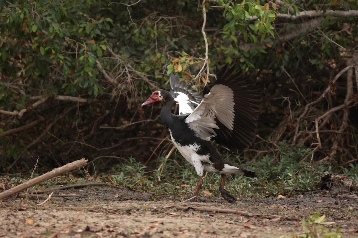 Spur-winged Goose - ML623913793