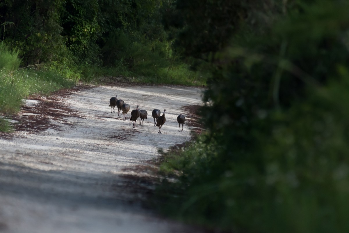 Wild Turkey - ML623913795